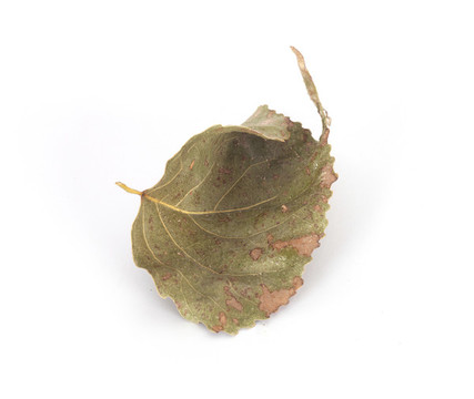 白背景上一片秋天枯萎的樹葉