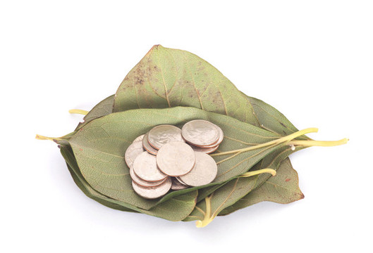 樹(shù)葉包裹著美元硬幣在白背景上