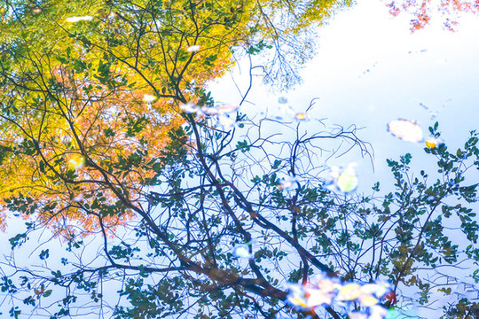 南京鐘山風(fēng)景區(qū)流徽榭水中秋色