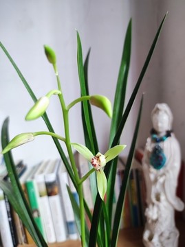 佛系蘭花