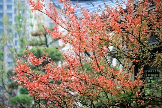 秋色