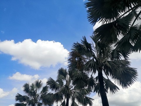 糖棕