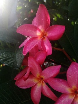 雞蛋花雨滴