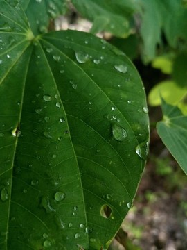 綠葉上的雨珠