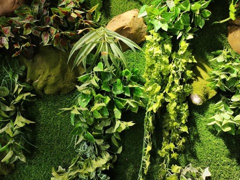 植物背景墻
