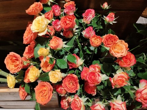 薔薇