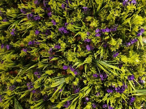 鮮花植物背景墻