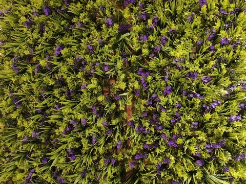 綠植墻