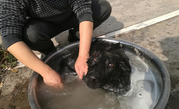狗狗洗澡