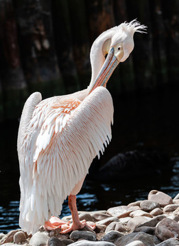 大連市動(dòng)物園