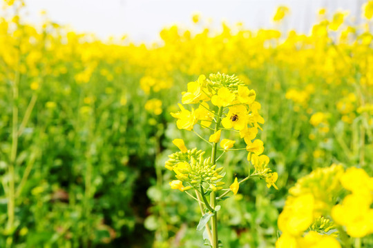 油菜花