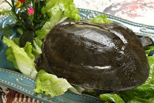 甲魚