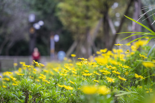 成都浣花溪公園