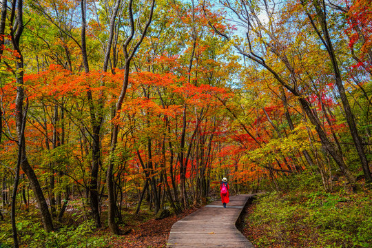 紅衣旅游者走在紅葉林中