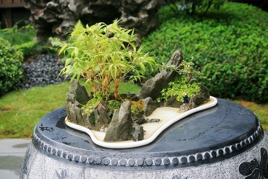 盆景