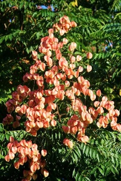 欒樹開花