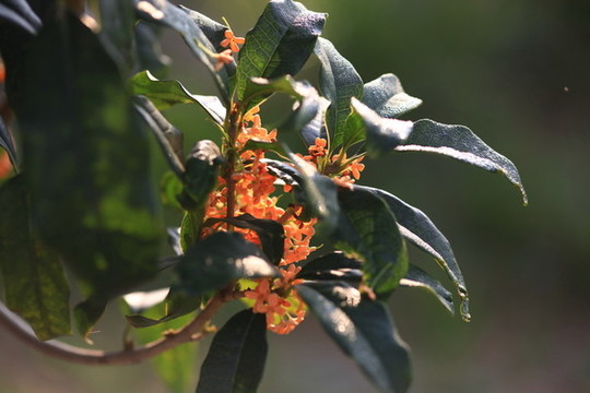 桂花