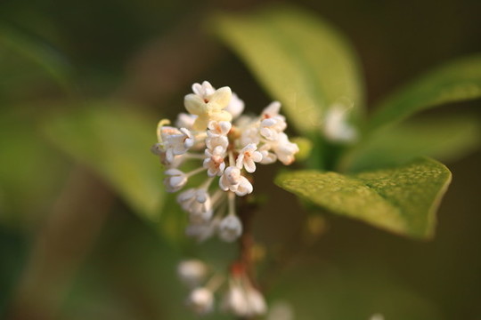 桂花