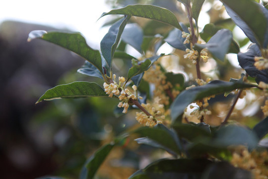 桂花