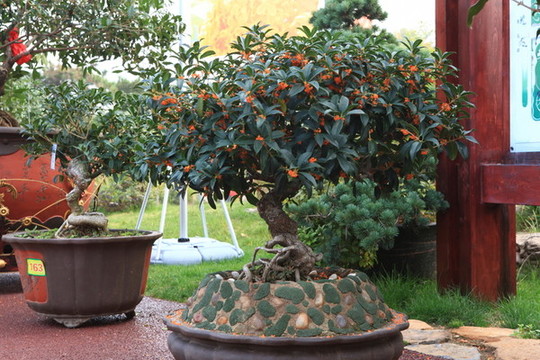 桂花