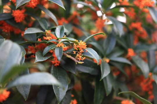 桂花