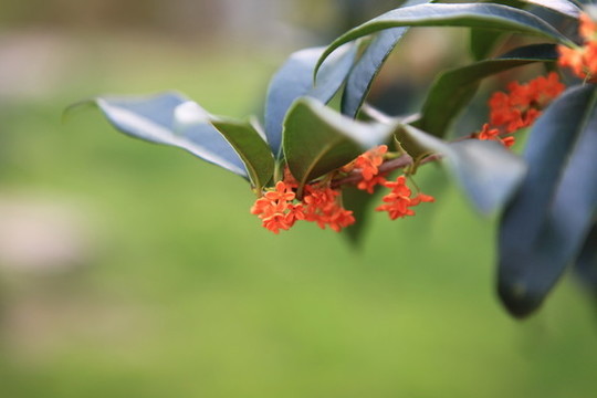 桂花