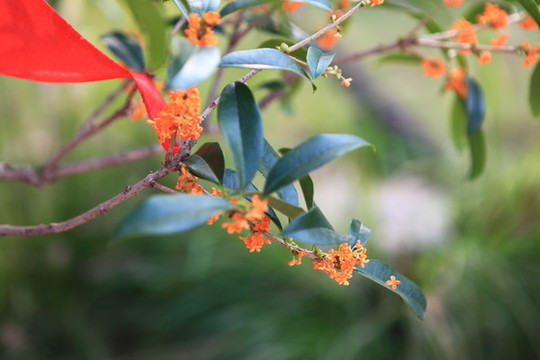 桂花