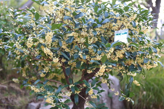 桂花