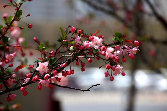 海棠花