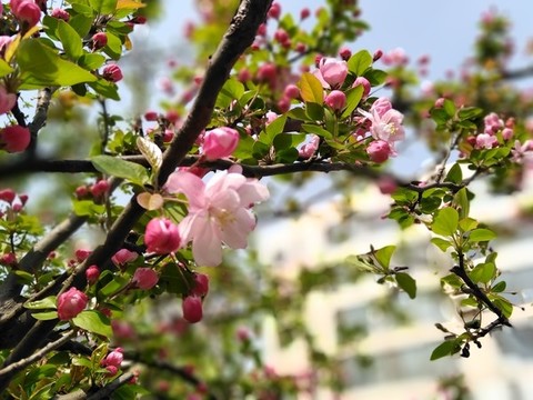 海棠花