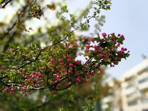 海棠