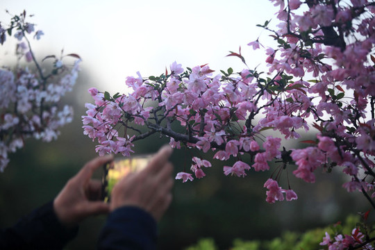 海棠花