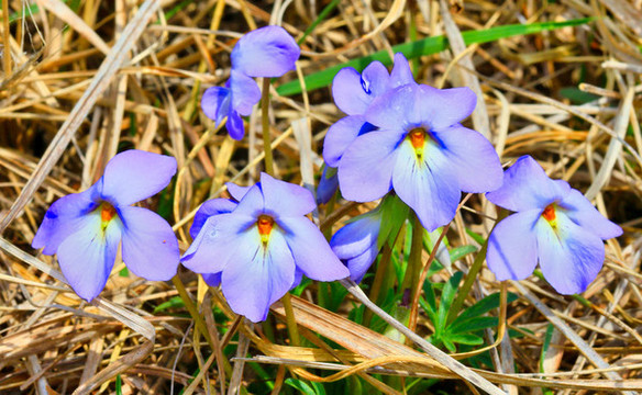 龍膽花