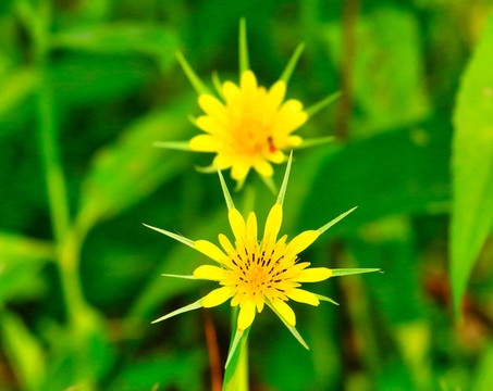 黃花婆羅門參