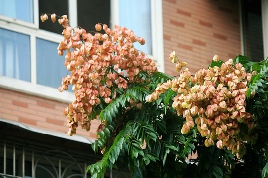 欒樹開花