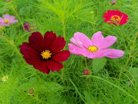 波斯菊