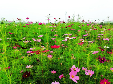 波斯菊