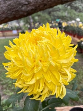 菊花