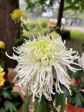 菊花