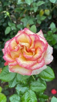 月季花
