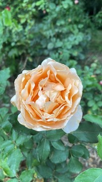 月季花