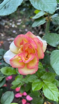月季花