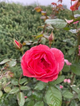 月季花
