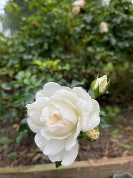 月季花