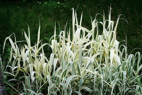 花葉蘆竹