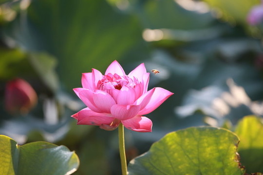 荷花