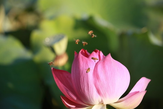 荷花