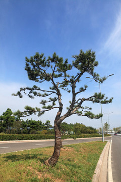 黑松樹