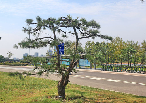 黑松樹(shù)
