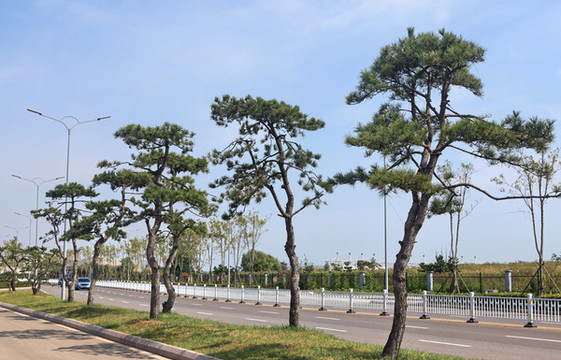 黑松樹(shù)